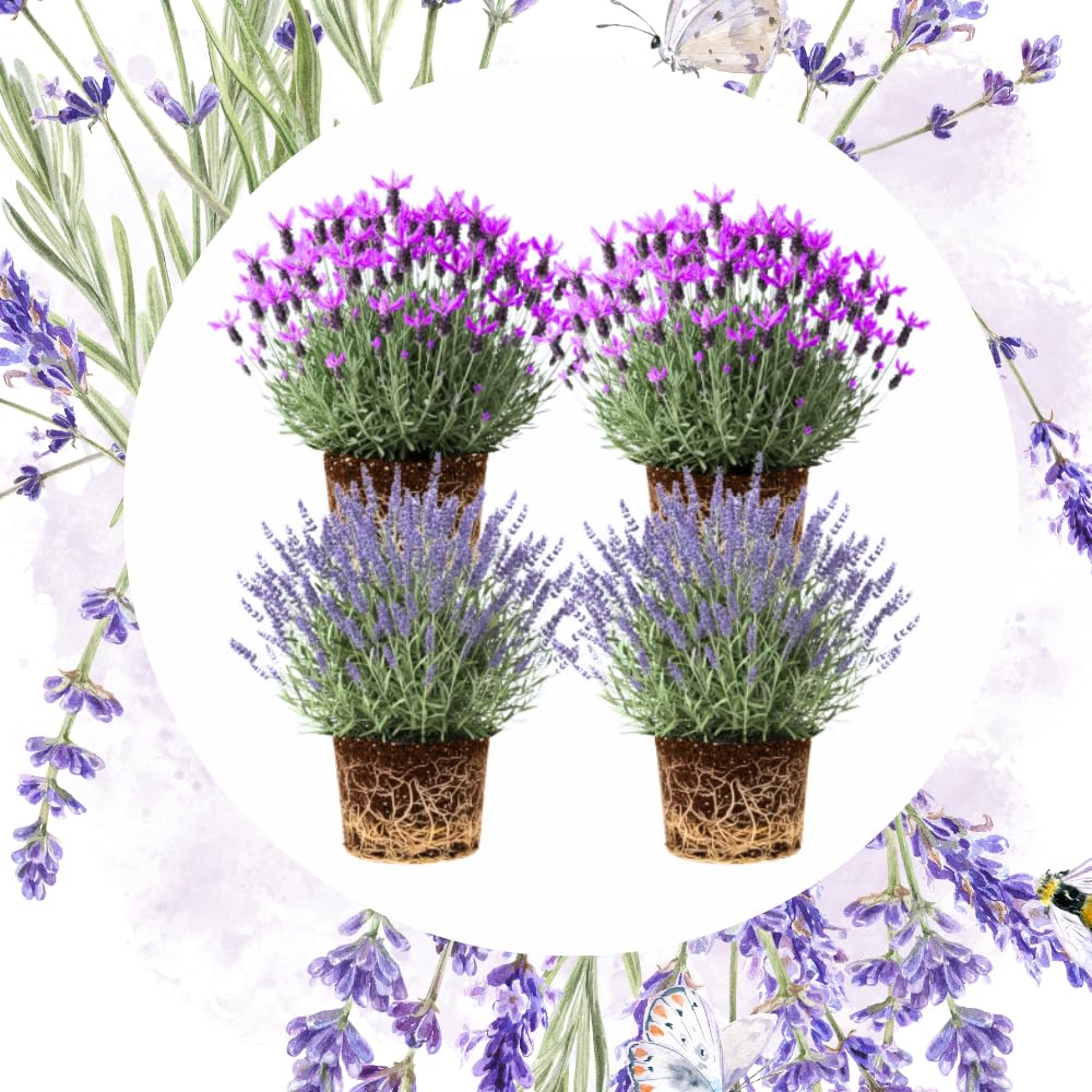 Pack 4 Lavender Plants Live, Lavandula Perennial Plants, 4-8" Height, Fragrant Perennial Flowers, No Pot (Mix Lavender)