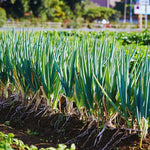 5 Egyptian Walking Onions Plants Live, Egyptian Walking Onions Plant for Planting Outdoors Indoors, 3 to 5 Inc Tall