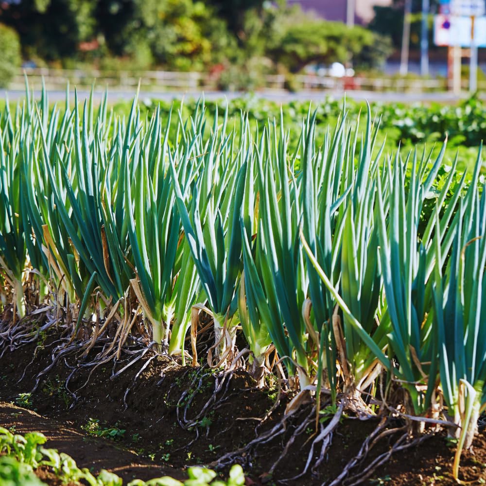 10 Egyptian Walking Onions Plants Live for Planting Outdoors Indoors, Onion Bulbs Plant Live, Size Plant 3 to 5''