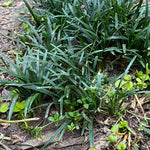 Set 2 Mondo Grass Live Plant, Ornamental Grass for Outdoor Planting, Low Maintenance Shrub, 4 to 6 Inches Tall