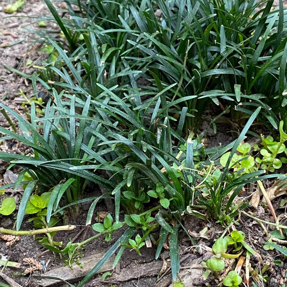 Set 2 Mondo Grass Live Plant, Ornamental Grass for Outdoor Planting, Low Maintenance Shrub, 4 to 6 Inches Tall