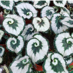 Set 2 Begonia Live Plants, Rare Begonia Plants for Trailing, Ornamental Hanging Basket 5"-9" in Tall (Rare Silver-Green)