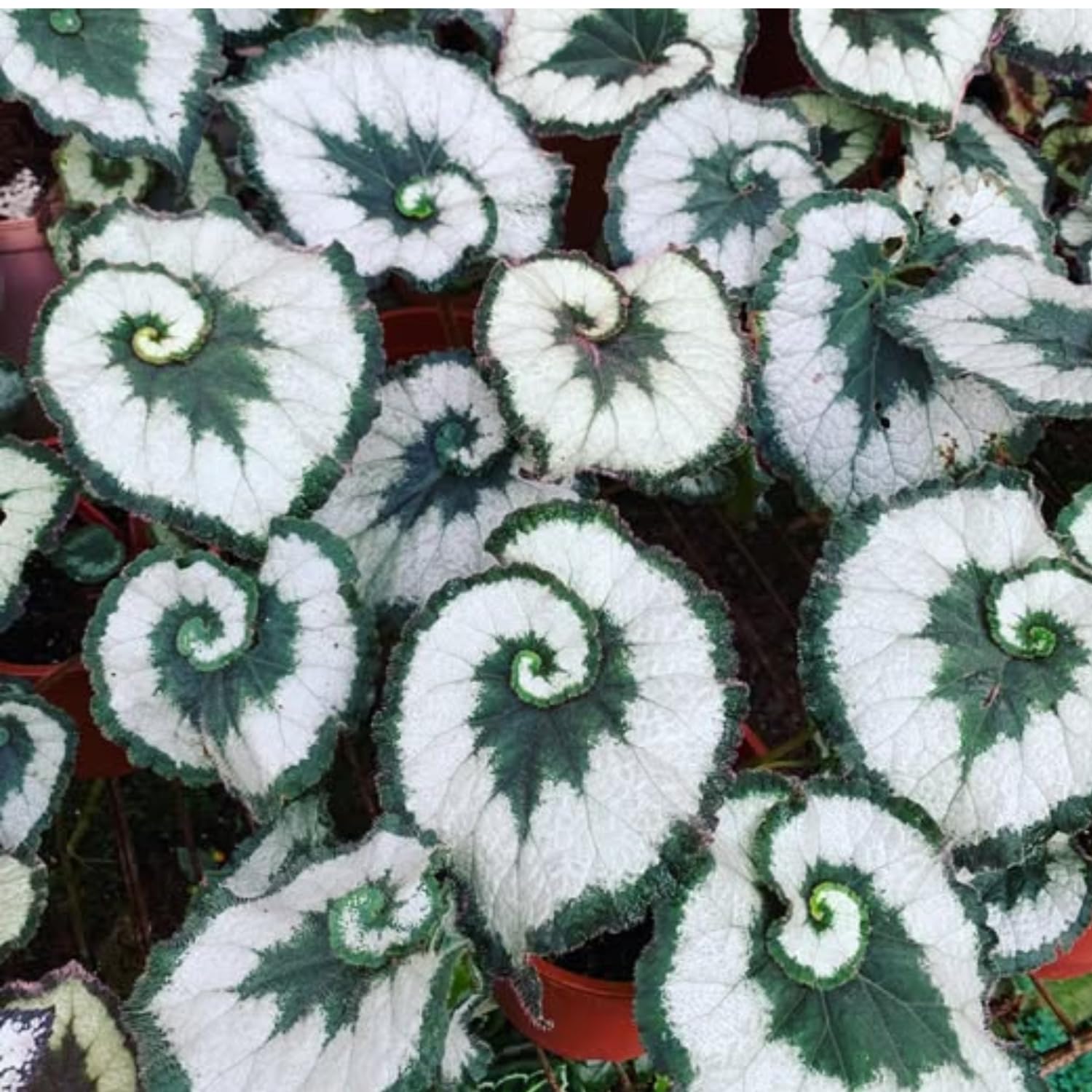 Set 2 Begonia Live Plants, Rare Begonia Plants for Trailing, Ornamental Hanging Basket 5"-9" in Tall (Rare Silver-Green)