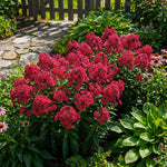 Phlox Plant, Bold Pink Phlox Plant in Plug, 2-3 Inches Tall, Hardy Perennial Flower for Outdoor Garden