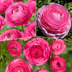 25 Ranunculus Bulbs for Spring Planting, Perennial Flowers Bulbs for Gardens, Vibrant Peony Buttercup Corms for Outdoor Borders (Pink Ranunculus Bulbs)