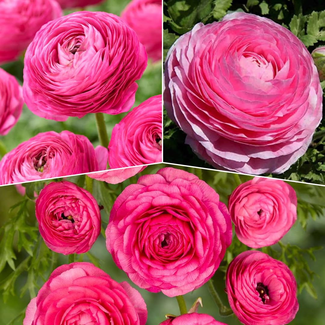 25 Ranunculus Bulbs for Spring Planting, Perennial Flowers Bulbs for Gardens, Vibrant Peony Buttercup Corms for Outdoor Borders (Pink Ranunculus Bulbs)
