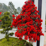 Combo 2 Bougainvillea Plants Live Trees, Outdoor Bougainvillea Plant for Trailing Flowering Vines or Bush Tree, 5-10” Tall, Well-Rooted Bougainvillea Vivid Red