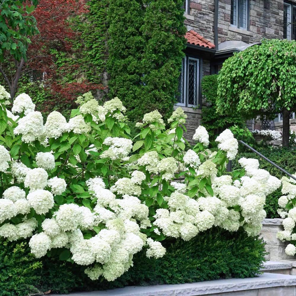 Hydrangea Plant Live, Reblooming Hydrangea Flowers Well-Rooted, Hardy Bush Shrub, 5-9" Tall, Vibrant Shades (White Hydrangea)