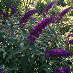 2 Dark Purple Butterfly Bush Plants Live, Vibrant Buddleia Plants 4-7 Inches, Colorful Flowering Shrub for Outdoor Garden