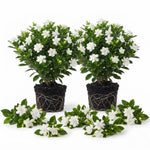 2 Frostproof Jasmine Live Plants, Fragrant Flowering Shrubs, 4-6" Tall