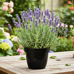 Lavender Plant Live, Lavender Plants Live Outdoor, Purple Blooming Perennial Herb, 4-7 inches Tall in 4 inch Pot for Growing