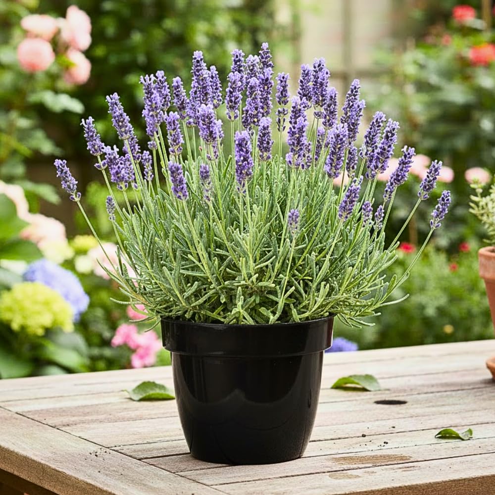 Lavender Plant Live, Lavender Plants Live Outdoor, Purple Blooming Perennial Herb, 4-7 inches Tall in 4 inch Pot for Growing