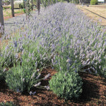 2 Lavender Plants Live Flower, Lavandula Perennial Starter Plants Plugs, 4-8" Tall for Planting Indoor Outdoor (Creek Lavender)