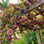 Red Passionfruit Plant Live 4-7 Inches Tall, Tropical Passion Fruit Vine for Garden, Patio Containers and Indoor Growing