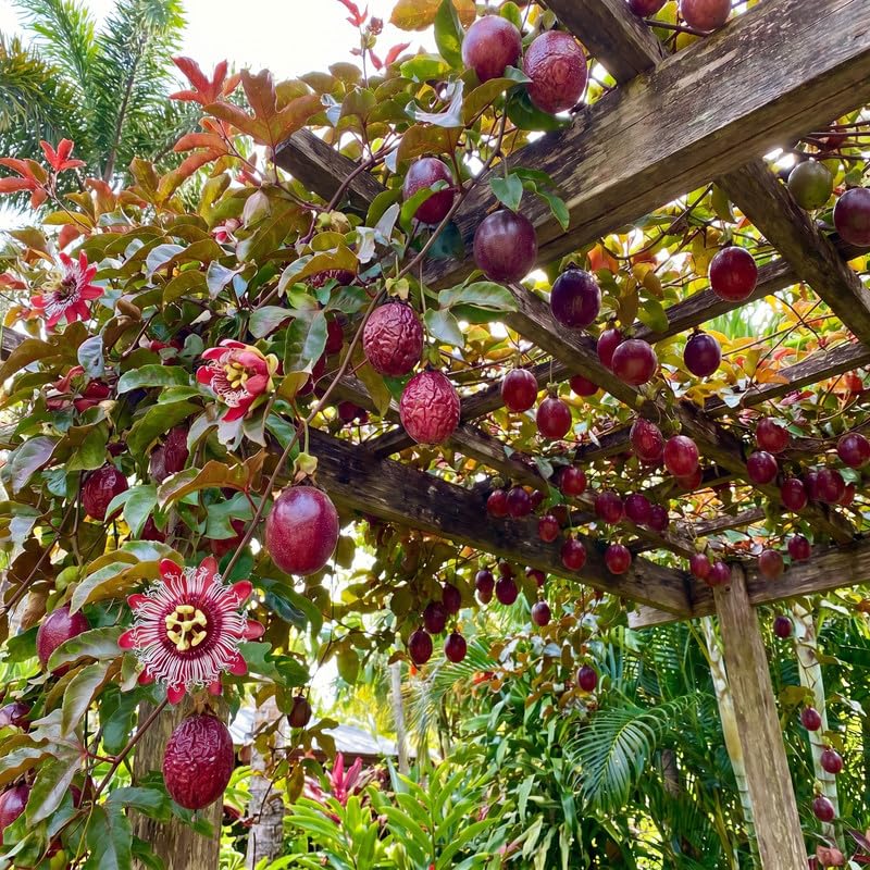 Red Passionfruit Plant Live 4-7 Inches Tall, Tropical Passion Fruit Vine for Garden, Patio Containers and Indoor Growing