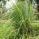 Set 2-3 Lemon Grass Live Plants Outdoor, Lemon Grass Live Plant for Outside, Zones 9 to 11