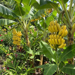 Tangry Banana Tree Live Plant, Edible Fruit, 4-6" Tall