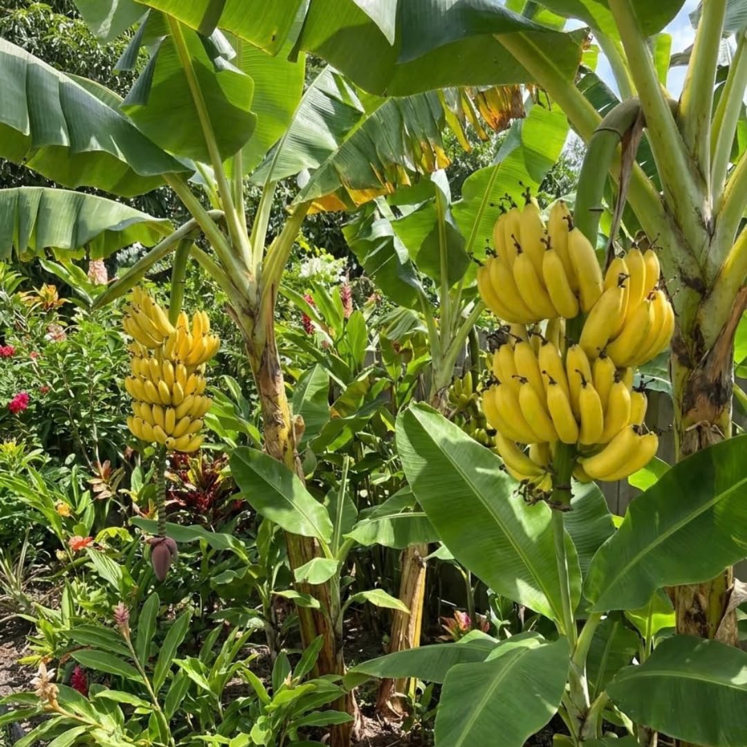 Tangry Banana Tree Live Plant, Edible Fruit, 4-6" Tall