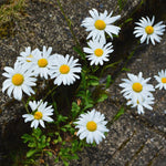 2 White Yellow Daisy Plants Live, 4 to 6 Inc Tall, Daisy Flower Live Plants for Gardening