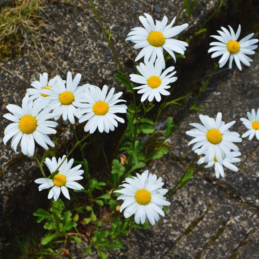 2 White Yellow Daisy Plants Live, 4 to 6 Inc Tall, Daisy Flower Live Plants for Gardening