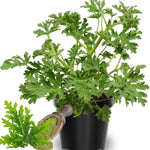 Set 4 Citronella Plants Live, 3 to 6 Inches Tall, Live Citronella Plant Indoor, Citronella Plant Pot, Citronella Live Plants
