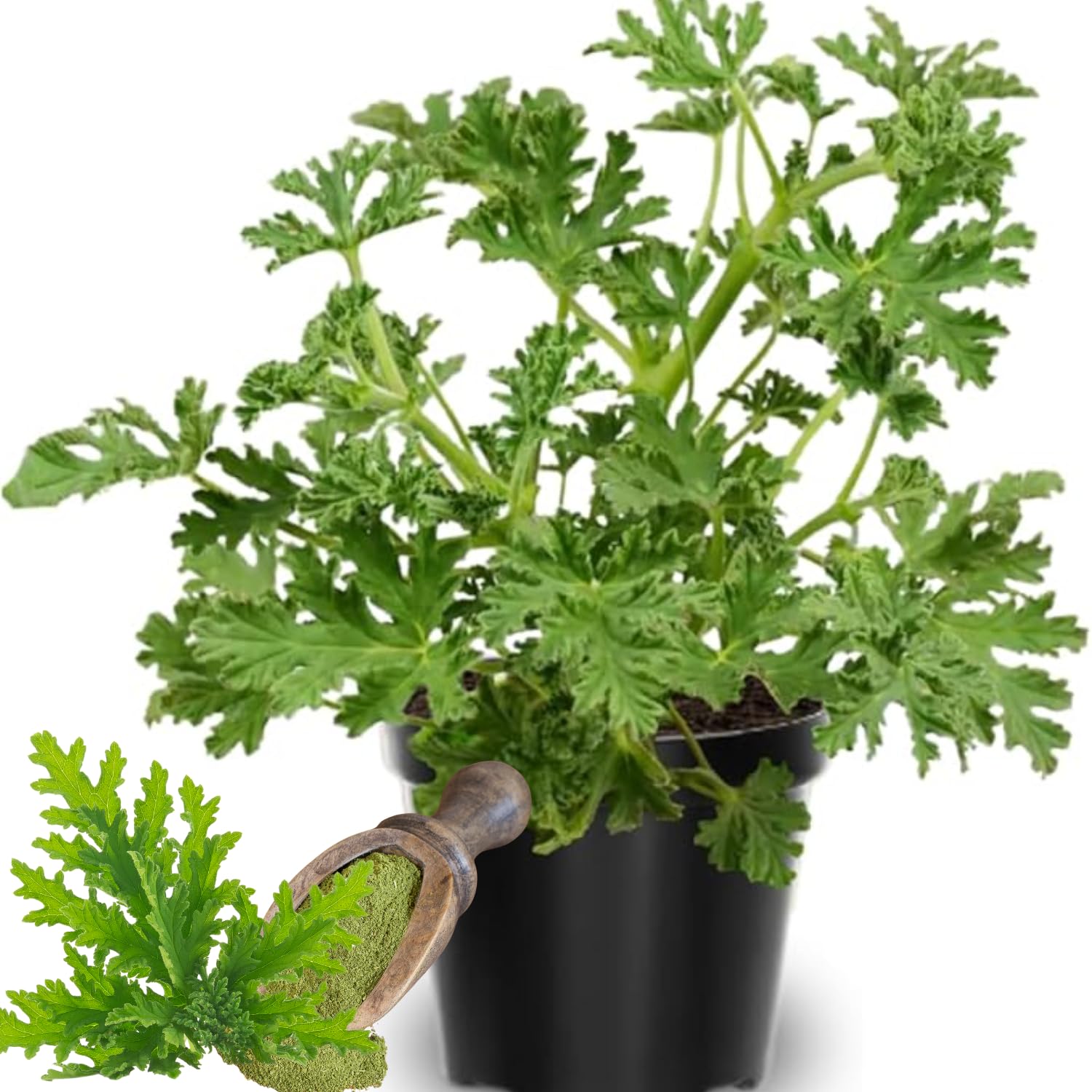 Set 4 Citronella Plants Live, 3 to 6 Inches Tall, Live Citronella Plant Indoor, Citronella Plant Pot, Citronella Live Plants
