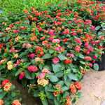 Set 4 Trailing Lantana Plants Live for Planting, Fragrant Lantana Live Plant to Grow Indoor Outdoor, Lantana Flowers Perennial, 4-8" Tall (Mix Lantana)