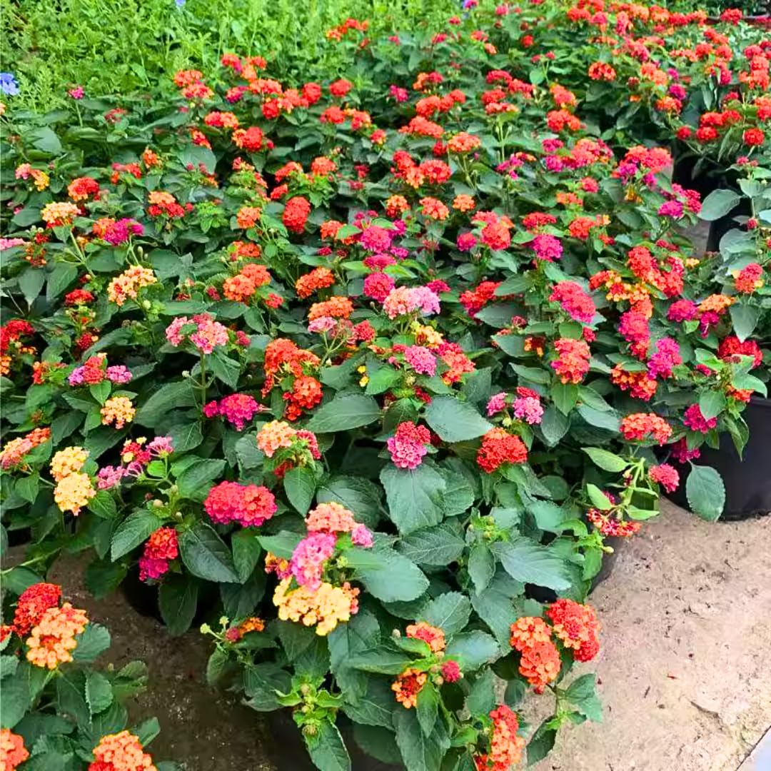 Set 4 Trailing Lantana Plants Live for Planting, Fragrant Lantana Live Plant to Grow Indoor Outdoor, Lantana Flowers Perennial, 4-8" Tall (Mix Lantana)
