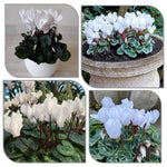 Cyclamen Plant Live in 4'' Pot, Vibrant Indoor Flowering Plants for Planting, Blooms Already, Indoor Outdoor Decoration (White Cyclamen)