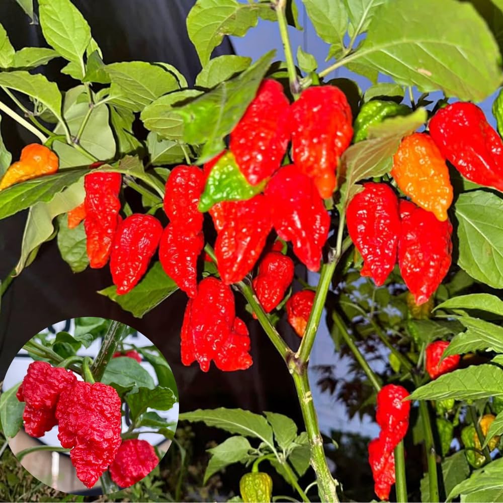 Set 6 Hot Pepper Live Plants, 90 Days Old Live Pepper Chili Plant for Spring Planting (Bhut Jolokia Hot)