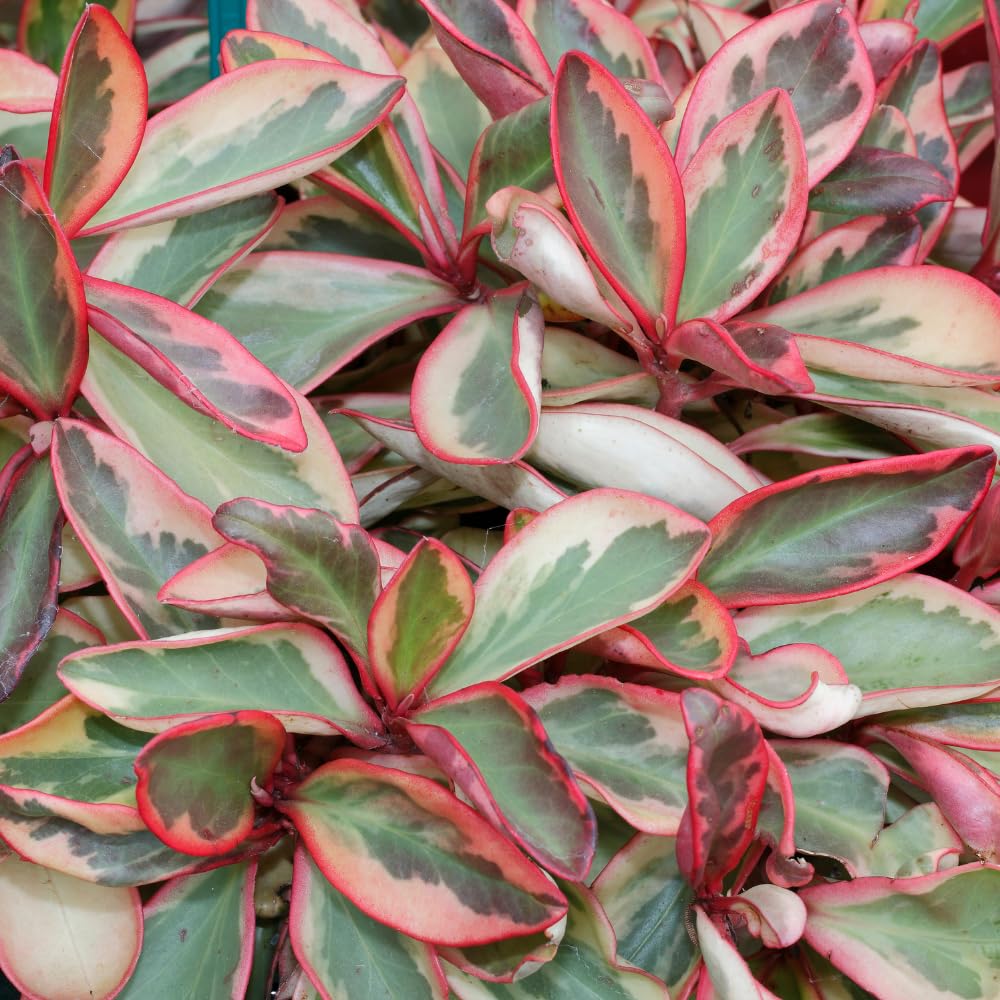 Peperomia Plant Live, Peperomia Houseplant Live, Tricolor Foliage, 4 to 6 Inches Tall, Ideal for Home and Office Decoration
