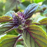 2 Blue Basil Plants Live for Planting, Zone 2 to 11, Live Basil Plants, 4 to 6 Inc in Height Gardening Growing