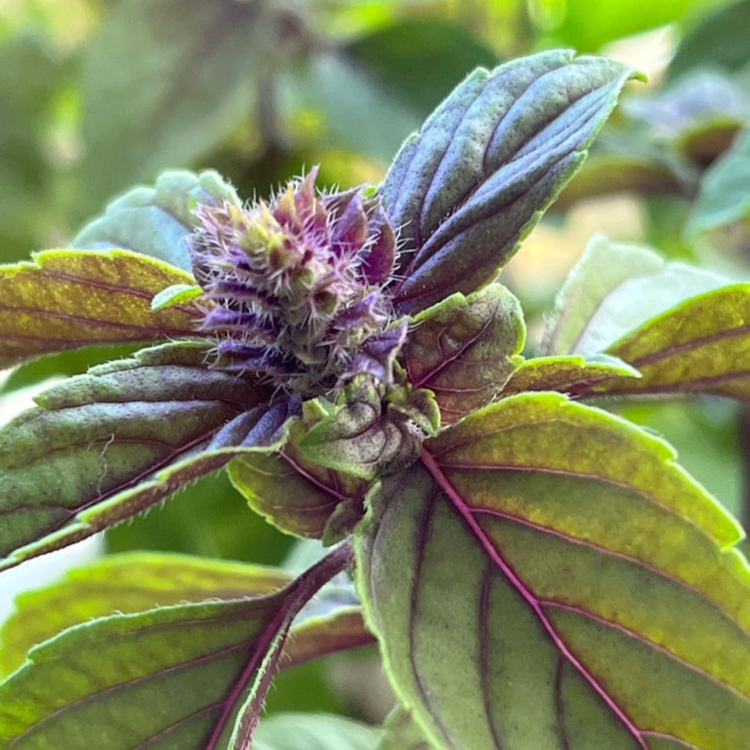 2 Blue Basil Plants Live for Planting, Zone 2 to 11, Live Basil Plants, 4 to 6 Inc in Height Gardening Growing
