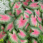 2 Caladium Plants Live for Planting, 4 to 6 Inc Tall, Caladium Live Plants Garden, 4 Inc Potted (Pink)