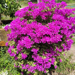 2 Raspberry Ice Bougainvillea Plants Live, Flowering Bougainvillea Vine for Outdoor Garden or Trellis, 5-9 Inch Tall, Very Hardy