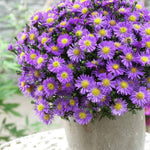 Set 2 Purple Aster Live Plants, Aster Flowering Plant for Planting, 4 to 6 Inch Tall
