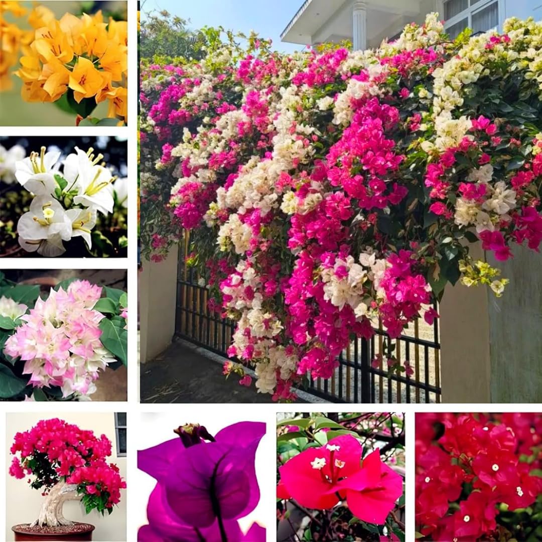 Combo 2 Bougainvillea Plants Live Trees, Outdoor Bougainvillea Plant for Trailing Flowering Vines or Bush Tree, 5-10” Tall, Well-Rooted, Bougainvillea Assorted Colors