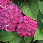 Hydrangea Bush Tree Plants Live, 5-9" Tall, No Pot, Dormant in Winter, Change Color Perennial Planting Indoor Outdoor, Long Lasting Blooms Flower (Pink to Blue)