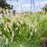 Set 3 Fountain Grass Plants Live Clumps for Planting Your Garden, 4-8 Inch Tall, Ornamental Grasses Live Plants Perennial (White Fountain Grass)