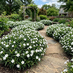 6 White Mexican Petunia Plants Live, Petunia Flower Live Plants, Shrub Plant Gardening 5 to 7 Inc
