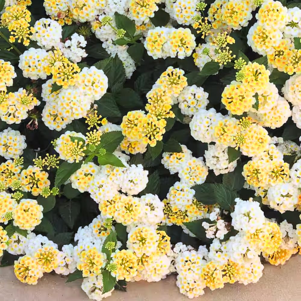 Set 4 Trailing Lantana Plants Live for Planting, Fragrant Lantana Live Plant to Grow Indoor Outdoor, Lantana Flowers Perennial, 4-8" Tall (White Yellow Lantana)