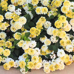 Pack 4 Lantana Plants Live for Planting Indoor Outdoor, 4-8" Tall, Fragrant Lantana Live Plant, Trailing Lantana Flowers Perennial, No Pot (White Yellow Lantana)
