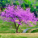 Eastern Redbud Tree Live Plant, 8-12" Tall Hardy Redbud Seedling in Quart Pot for Landscaping with Vibrant Spring Blossoms