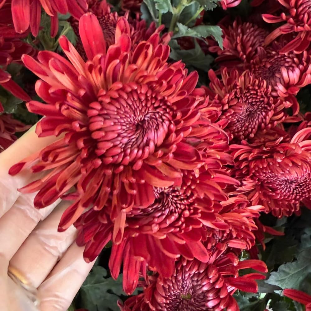 Chrysanthemum Flower Plant, Red Mums Plant Live for Gardening, 5 to 7 Inc Long Well Rooted Mum Live Plant