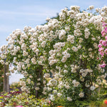 2 White Rose Climbing Live Starter Plants, Fragrant White Climbing Rose for Planting Outdoor, No Pot, 1 Year Old Rose Plant, Well-Rooted Rose Plants Live Ready to Plant