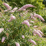 2 Pink Butterfly Bush Plants Live, Vibrant Buddleia Plants 4-7 Inches, Colorful Flowering Shrub for Outdoor Garden