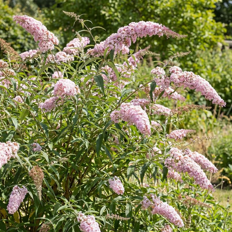 2 Pink Butterfly Bush Plants Live, Vibrant Buddleia Plants 4-7 Inches, Colorful Flowering Shrub for Outdoor Garden