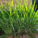 Pack 2 Fresh Stalks Lemongrass Plant Live Well-Rooted, Lemon Grass Plants for Outside, Lemon Grass Fresh, Lemongrass Stalk for Planting Herb