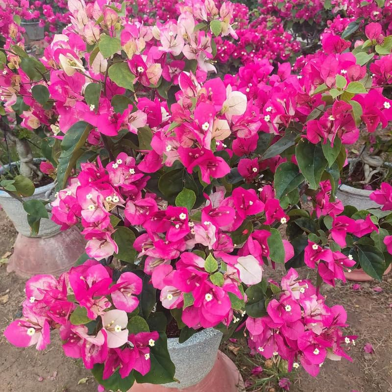 2 Rare Bougainvillea Plants Live, Flowering Bougainvillea Vine for Outdoor Garden or Trellis, 5-9 Inch Tall, Very Hardy