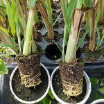 Potted of 2 Lemon Grass Live Plants, Indoor Outdoor Herb Lemongrass Plants Rooted, Lemongrass Stalks Zones 9-11